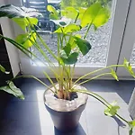 *au Refuge Ardennais* * Bertogne